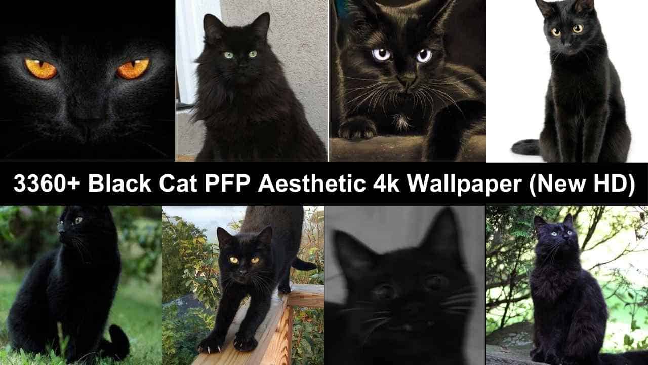 Black Cat PFP Aesthetic 4k Wallpaper