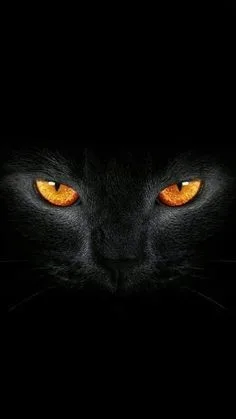 Download black cat pfp pinterest PFP Download Black Cat Pfp Pinterest