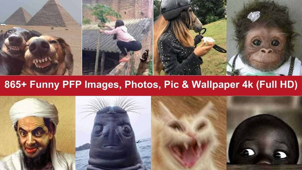 Funny PFP Images, Photos, Pic & Wallpaper 4k