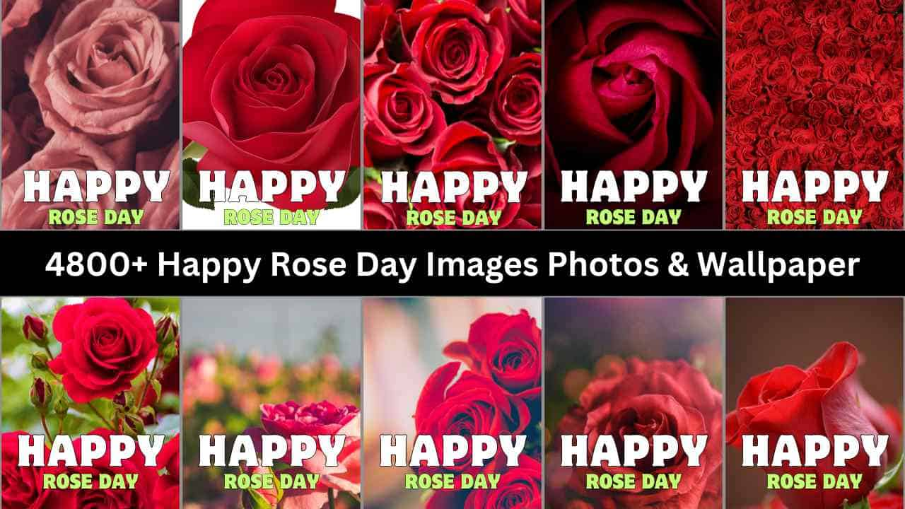 Happy Rose Day Images Photos & Wallpaper