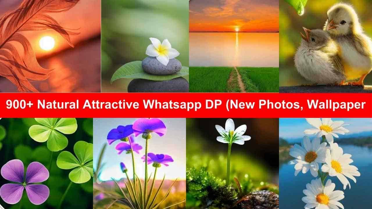 Natural Attractive Whatsapp DP (New Photos, Wallpaper)