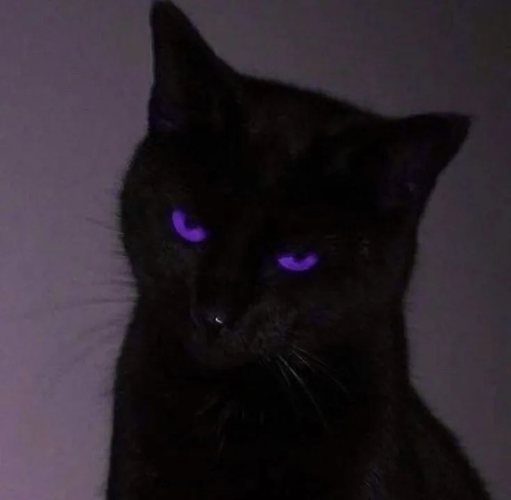 animated black cat pfp PFP Animated Black Cat Pfp