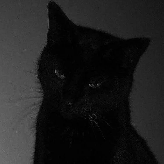 black cat and spiderman matching pfp PFP Black Cat And Spiderman Matching Pfp