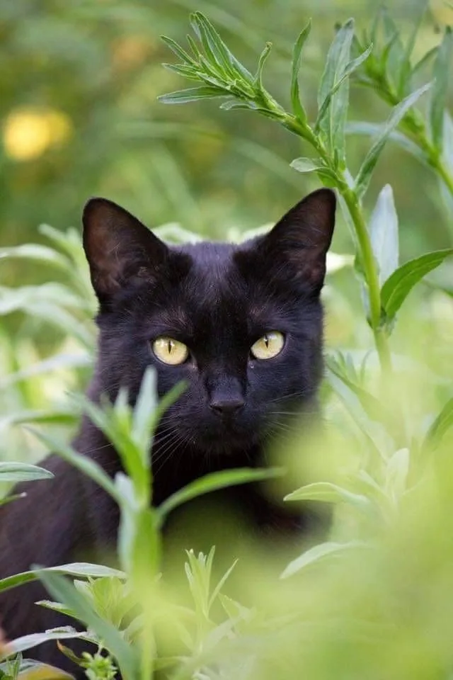 black cat cute pfp PFP Black Cat Cute Pfp