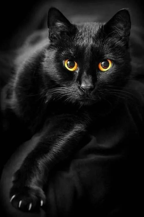 black cat meme pfp PFP Black Cat Meme Pfp