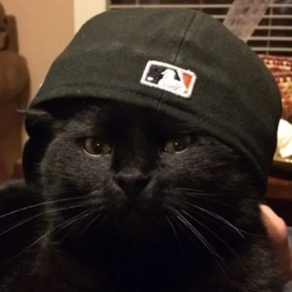 black cat pfp aesthetic Download PFP Black Cat Pfp Aesthetic Download