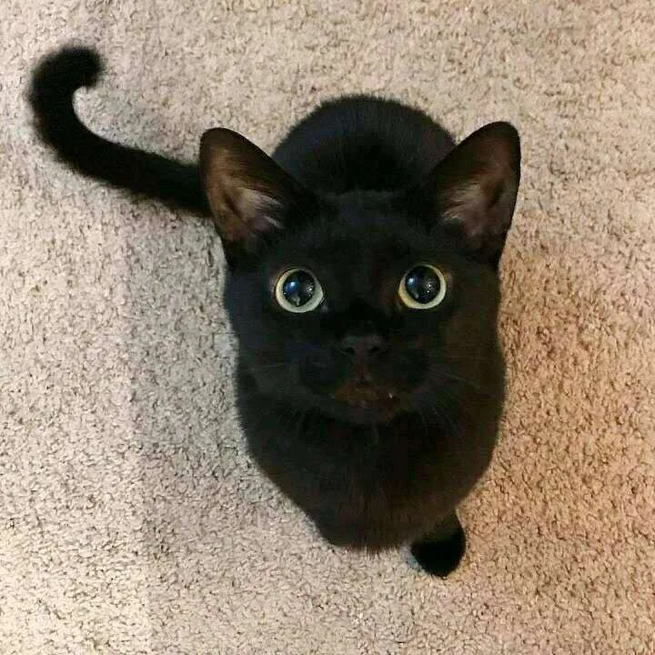 black cat pfp anime PFP Black Cat Pfp Anime