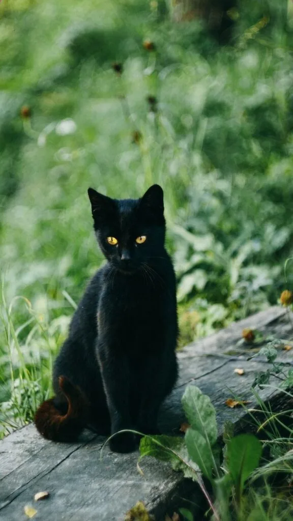 black cat pfp cute DP Full Wallpaper 576x1024 1 PFP Black Cat Pfp Cute Dp Full Wallpaper