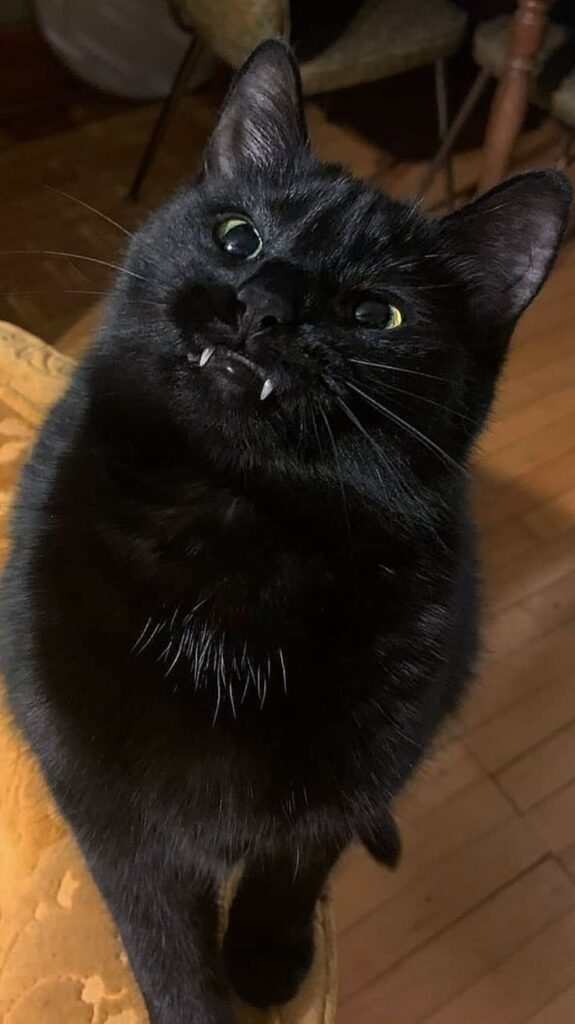 Black Cat Pfp Cute Download