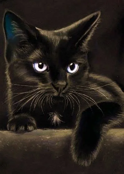 black cat pfp cute Wallpaper PFP Black Cat Pfp Cute Wallpaper