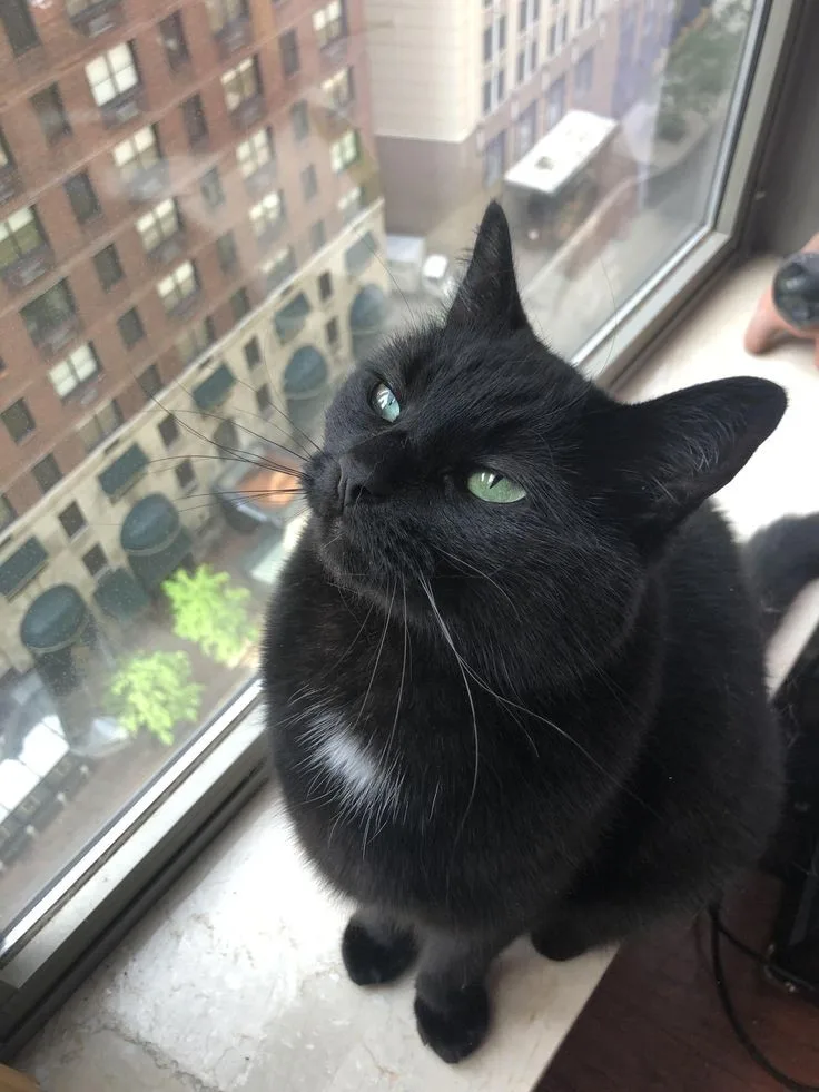 black cat pfp cute PFP Black Cat Pfp Cute