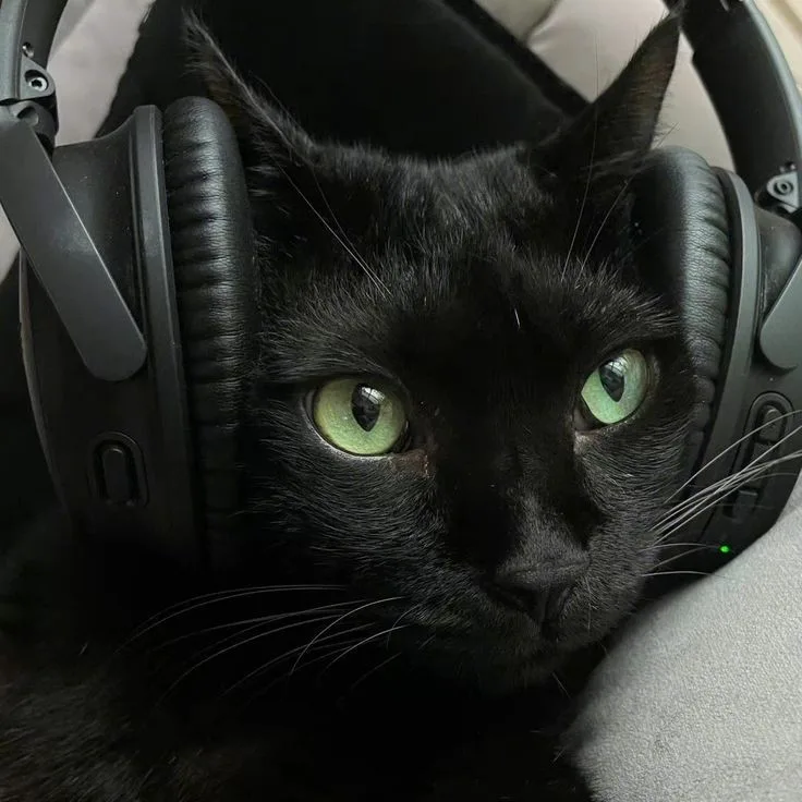 black cat pfp discord PFP Black Cat Pfp Discord