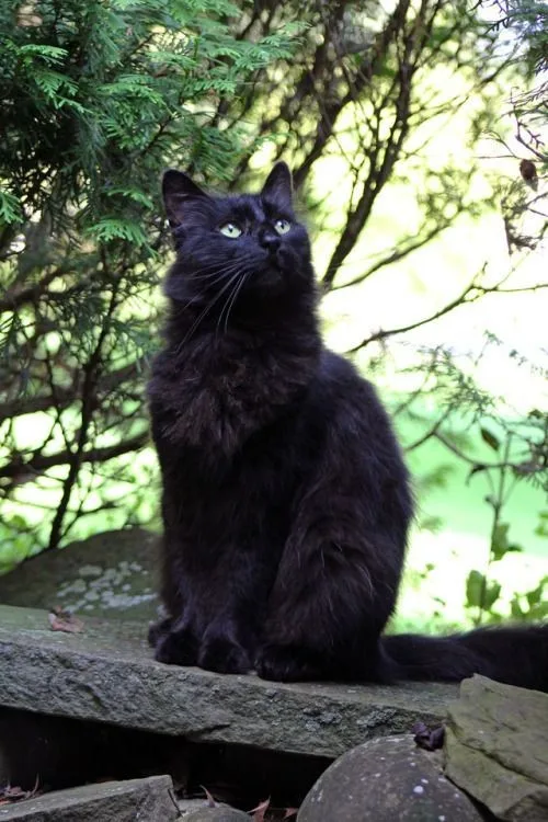 black cat pfp funny PFP Black Cat Pfp Funny