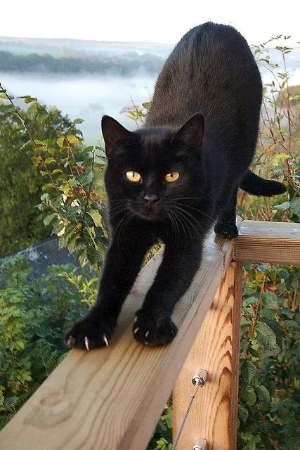black cat pfp marvel PFP Black Cat Pfp Marvel