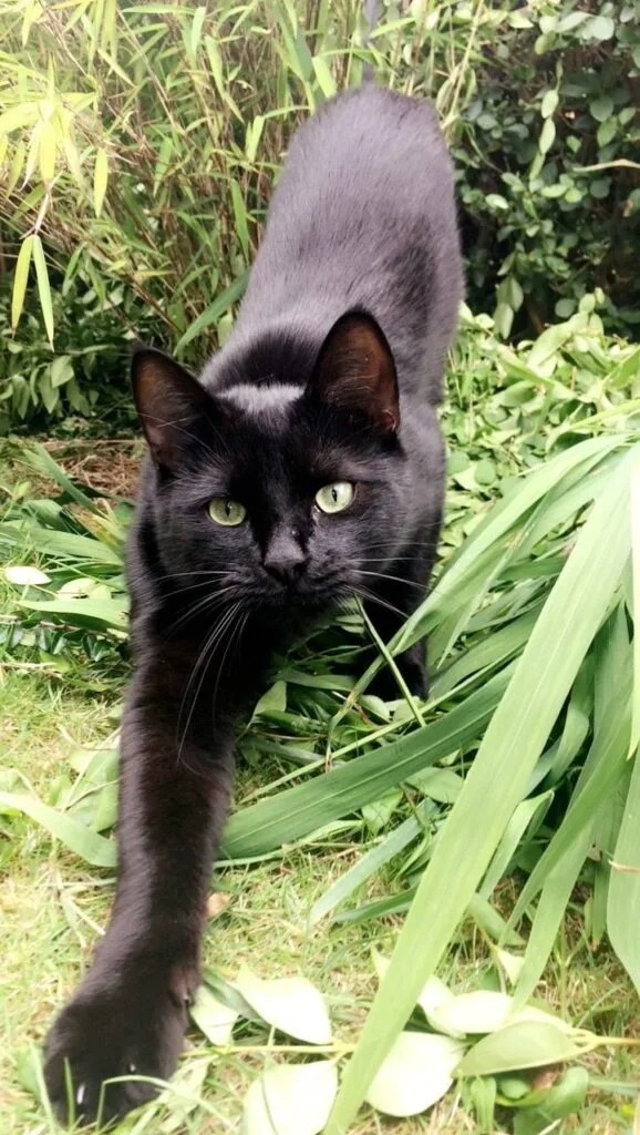 black cat pfp meme Download 578x1024 1 PFP Black Cat Pfp Meme Download