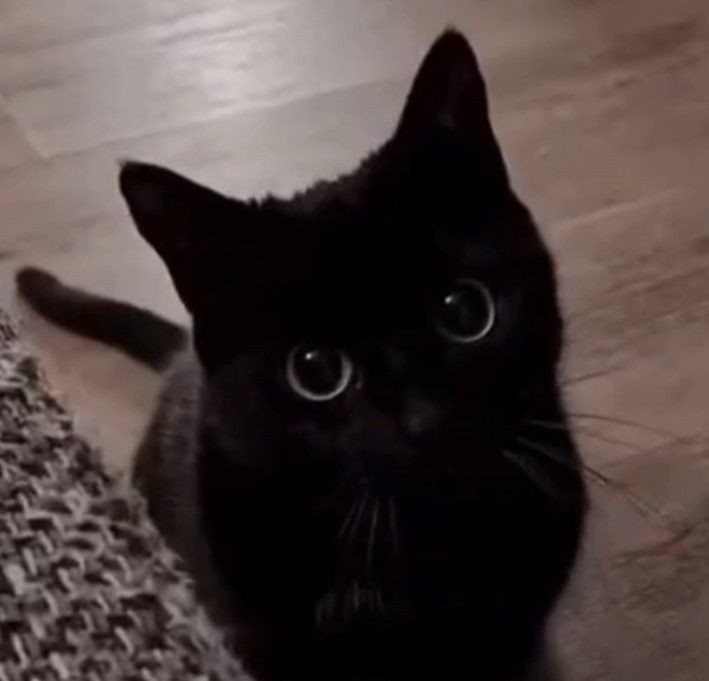 Black Cat Pfp Meme