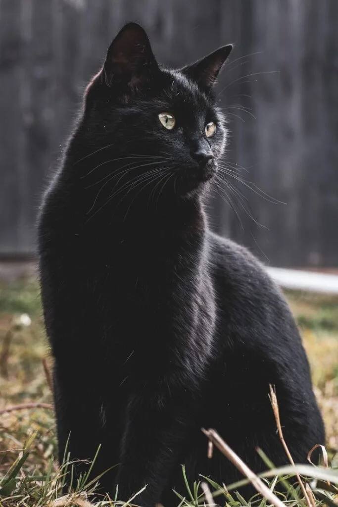 black cat pfp pinterest 683x1024 1 PFP Black Cat Pfp Pinterest