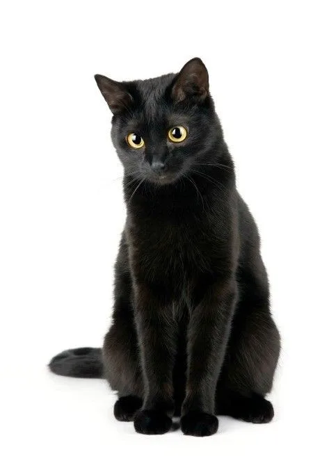 black cat pfp PFP Black Cat Pfp