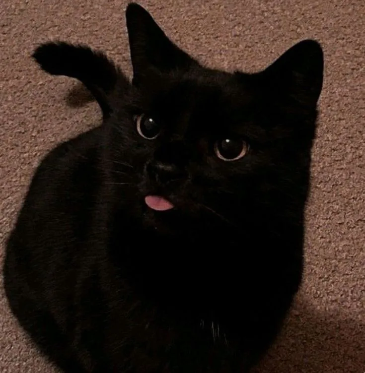 black cat pfps PFP Black Cat Pfp’s