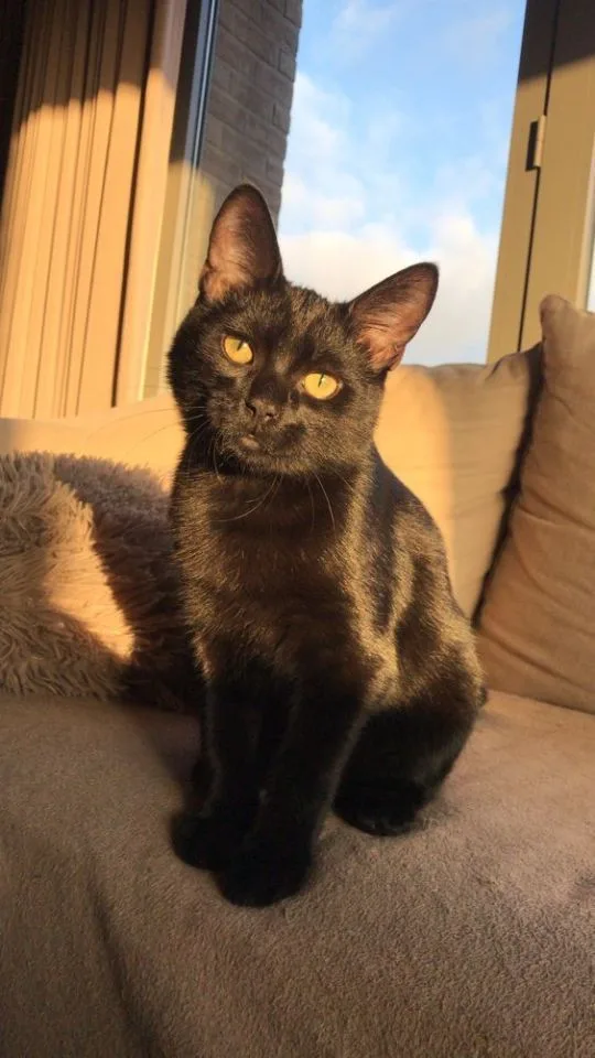 black cat with red eyes pfp PFP Black Cat With Red Eyes Pfp