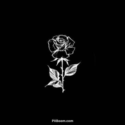 rose Dp For Instagram Black