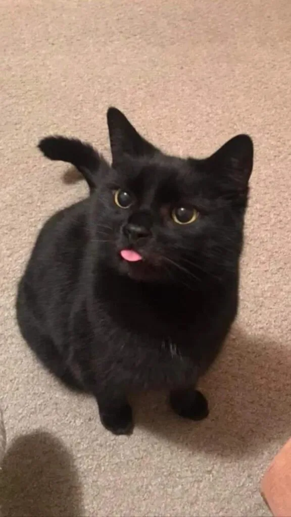 black pfp cat 576x1024 1 PFP Black Pfp Cat