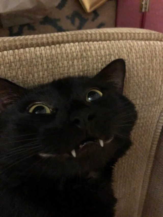 cute black cat pfp PFP Cute Black Cat Pfp