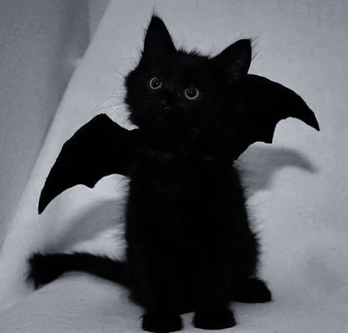 funny black cat pfp PFP Funny Black Cat Pfp