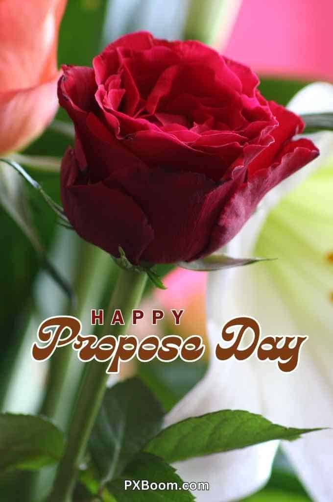 propose day red rose image