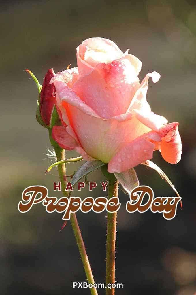 propose day white rose image