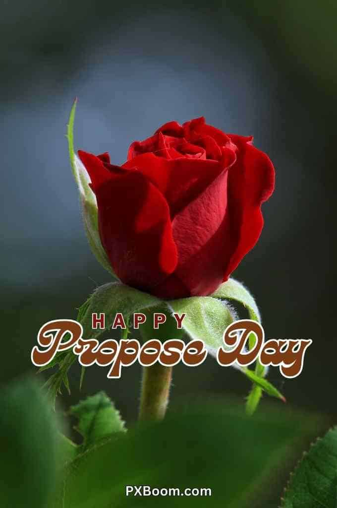 propose day rose greeting card