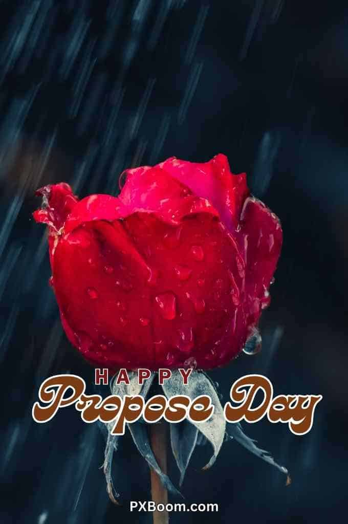 happy propose day hd rose image