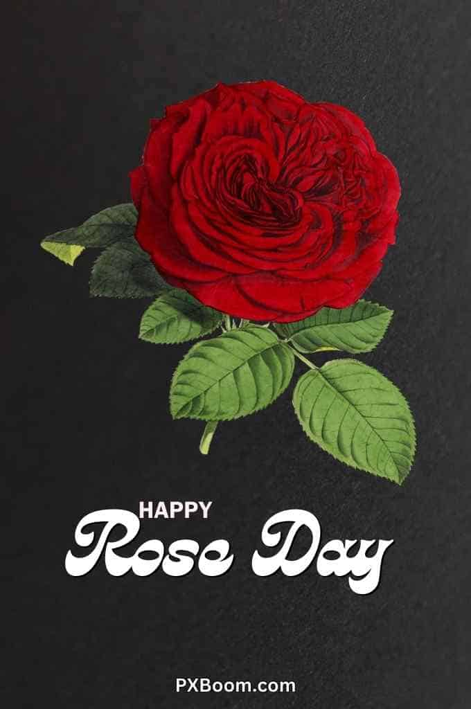 Happy Rose Day Romantic Photos