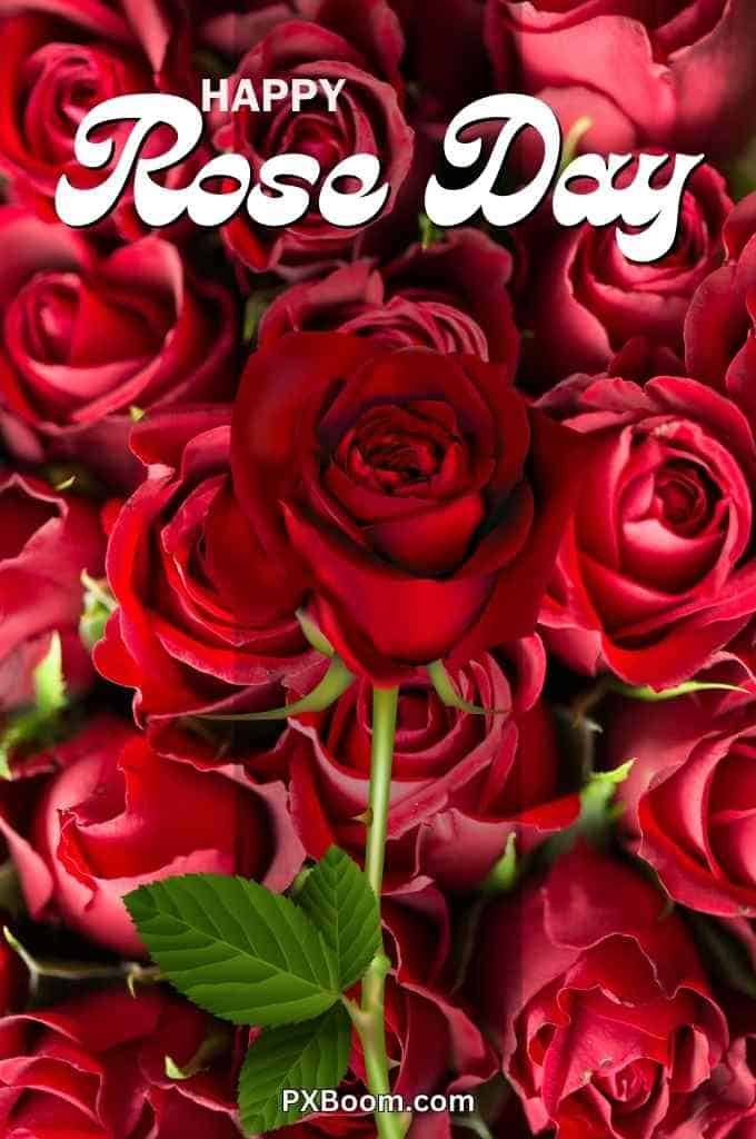 Happy Rose Day Photo Download