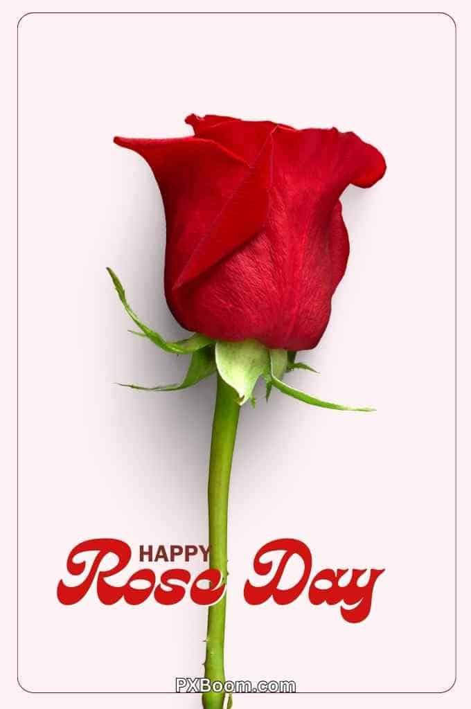 Happy Rose Day Photo Hd