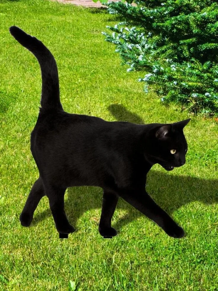 i heart cats pfp black PFP I Heart Cats Pfp Black