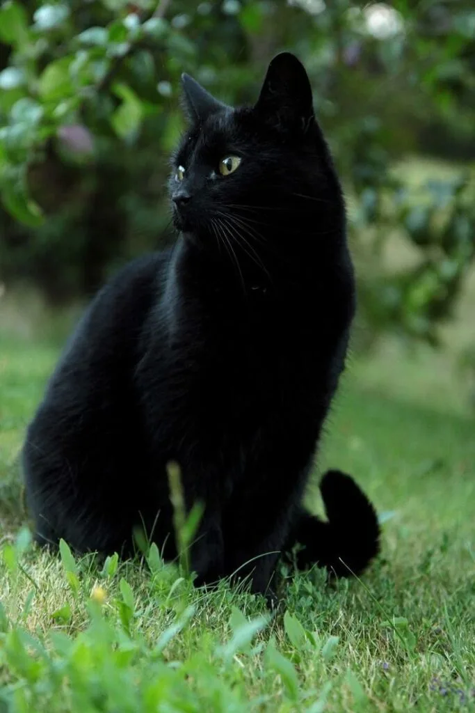 spiderman black cat pfp 683x1024 1 PFP Spiderman Black Cat Pfp