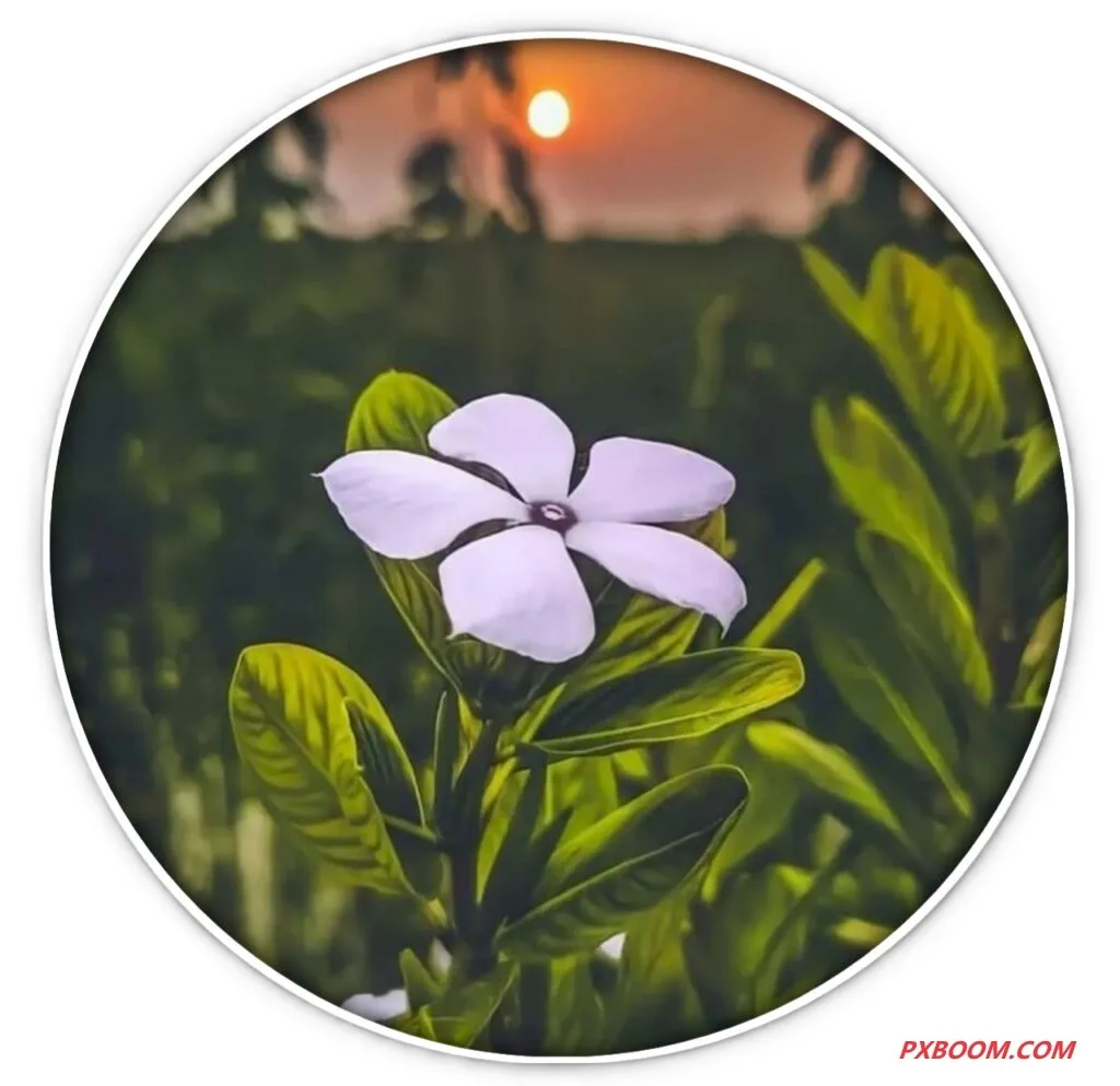 stylish dp for whatsapp 1024x1024 1 Nice WhatsApp DP